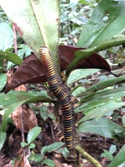 Rhinocricidae