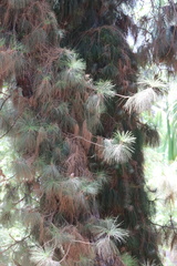 Pinus canariensis