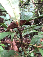 Rhinocricidae