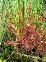 Drosera intermedia