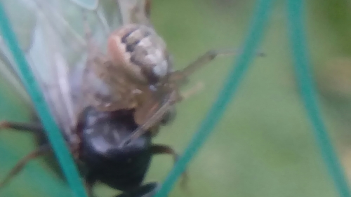 Phonognathidae