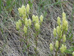 Castilleja pallida yukonis