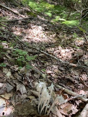 Monotropa uniflora