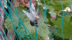 Zygiellinae
