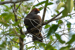 Odontophorus capueira