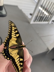 Papilio machaon oregonius