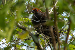 Odontophorus capueira