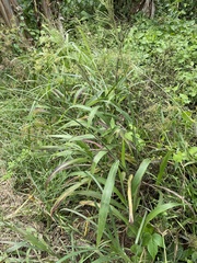 Paspalum paniculatum