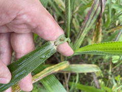 Paspalum paniculatum