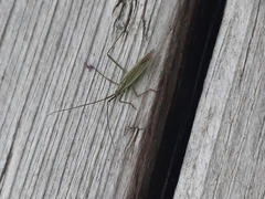 Megaloceroea recticornis