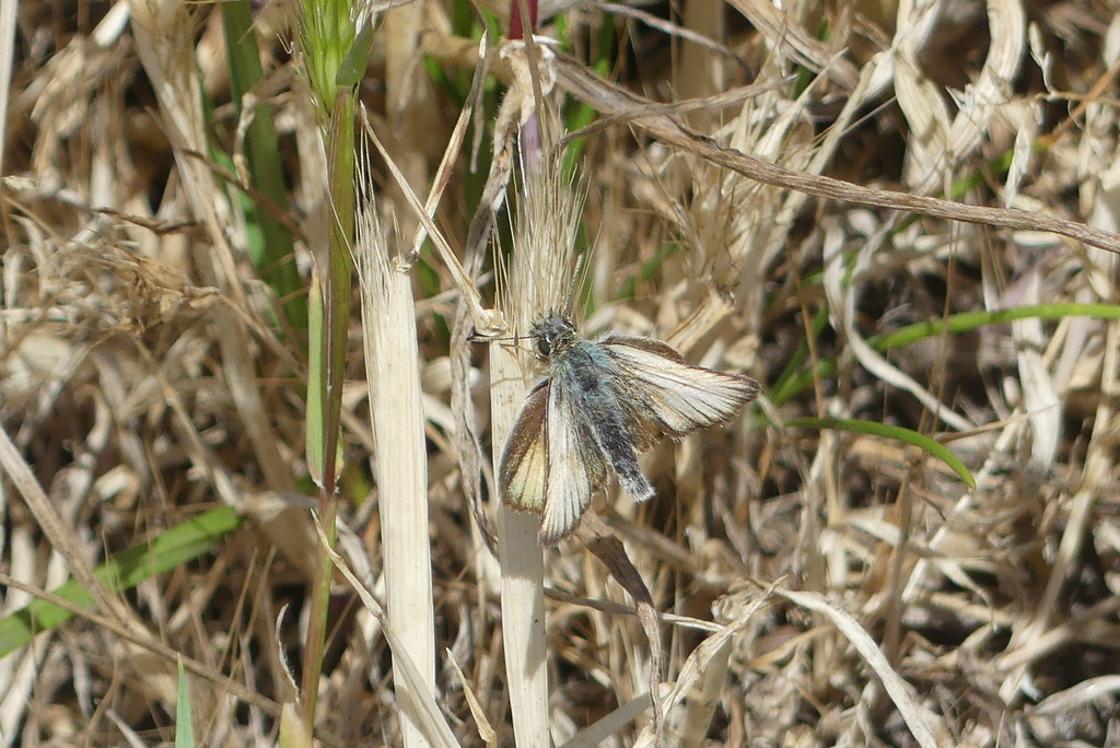Thymelicus lineola lineola