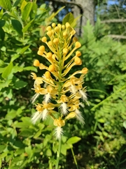 Platanthera × bicolor