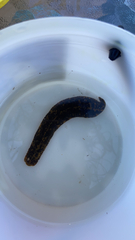 Haemopis marmorata