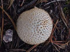 Lycoperdon nigrescens