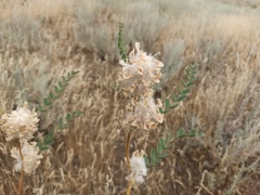 Astragalus vulpinus