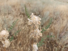 Astragalus vulpinus