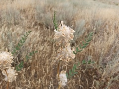 Astragalus vulpinus