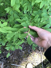 Vaccinium alaskaense