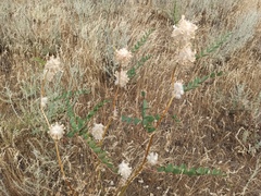 Astragalus vulpinus