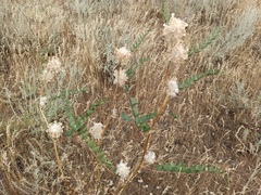 Astragalus vulpinus