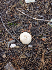 Lycoperdon nigrescens