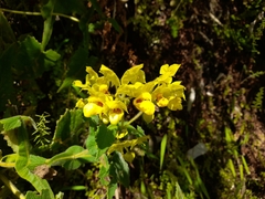 Calceolaria pavonii