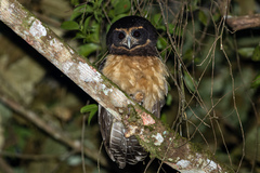 Pulsatrix koeniswaldiana