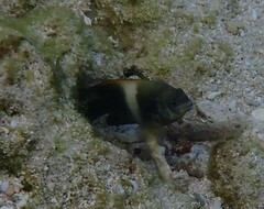 Chrysiptera biocellata