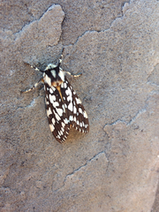 Lophocampa ingens