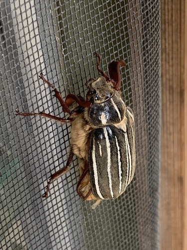 Long-haired June Beetle