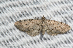 Eupithecia annulata