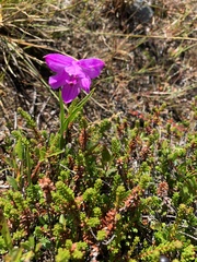 Calopogon