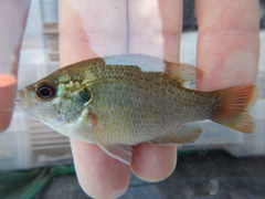 Lepomis miniatus