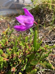 Calopogon