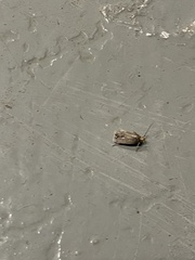 Dichomeris juncidella