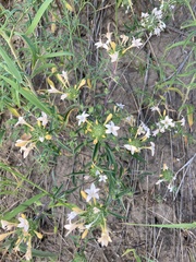 Collomia grandiflora