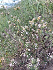 Collomia grandiflora