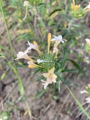 Collomia grandiflora