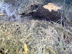 Sebastes semicinctus