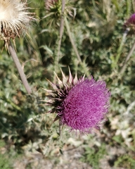 Carduus nutans