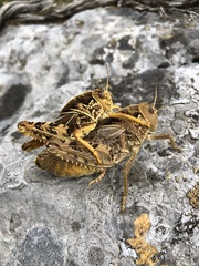 Prionotropis hystrix