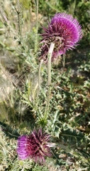 Carduus nutans
