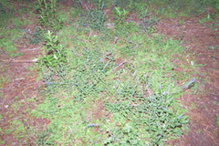 Salvia helianthemifolia