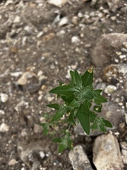Ageratina herbacea