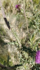Carduus nutans