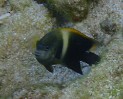 Chrysiptera biocellata