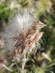 Carduus nutans