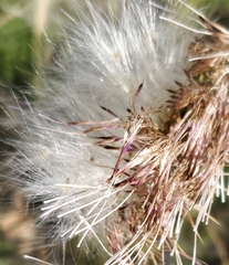 Carduus nutans