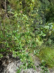 Arnaldoa macbrideana