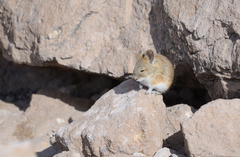 Auliscomys boliviensis